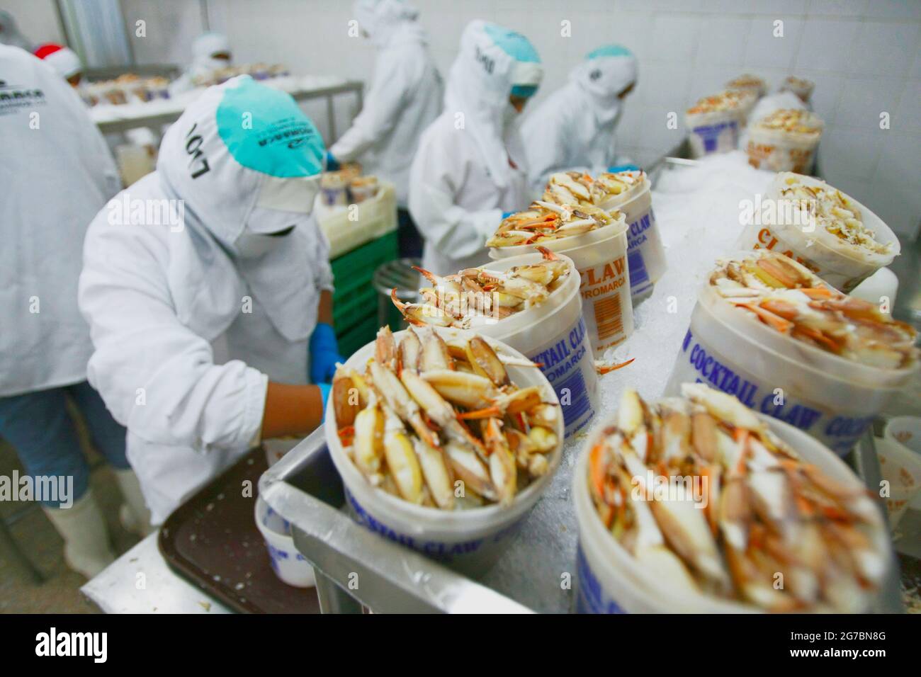 Maracaibo-Venezuela-21-07-2011- les travailleurs d'une usine de transformation du crabe bleu préparent l'espèce à être mise en pacotée et exportée aux États-Unis. © JOSE I Banque D'Images
