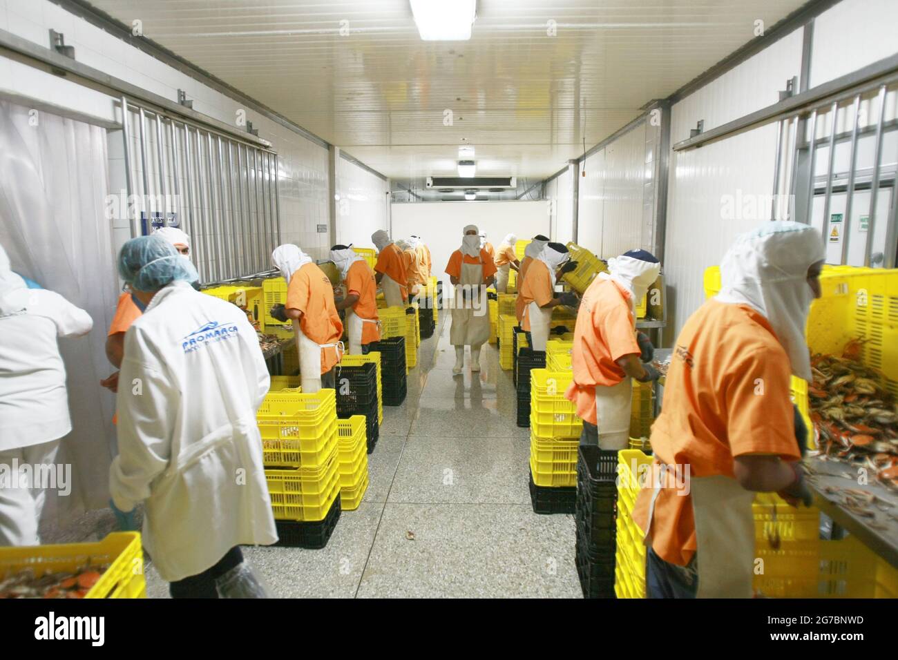 Maracaibo-Venezuela-21-07-2011- un travailleur d'une usine de transformation du crabe bleu prépare l'espèce à être mise en pacotée et exportée aux États-Unis. © JOSE EST Banque D'Images