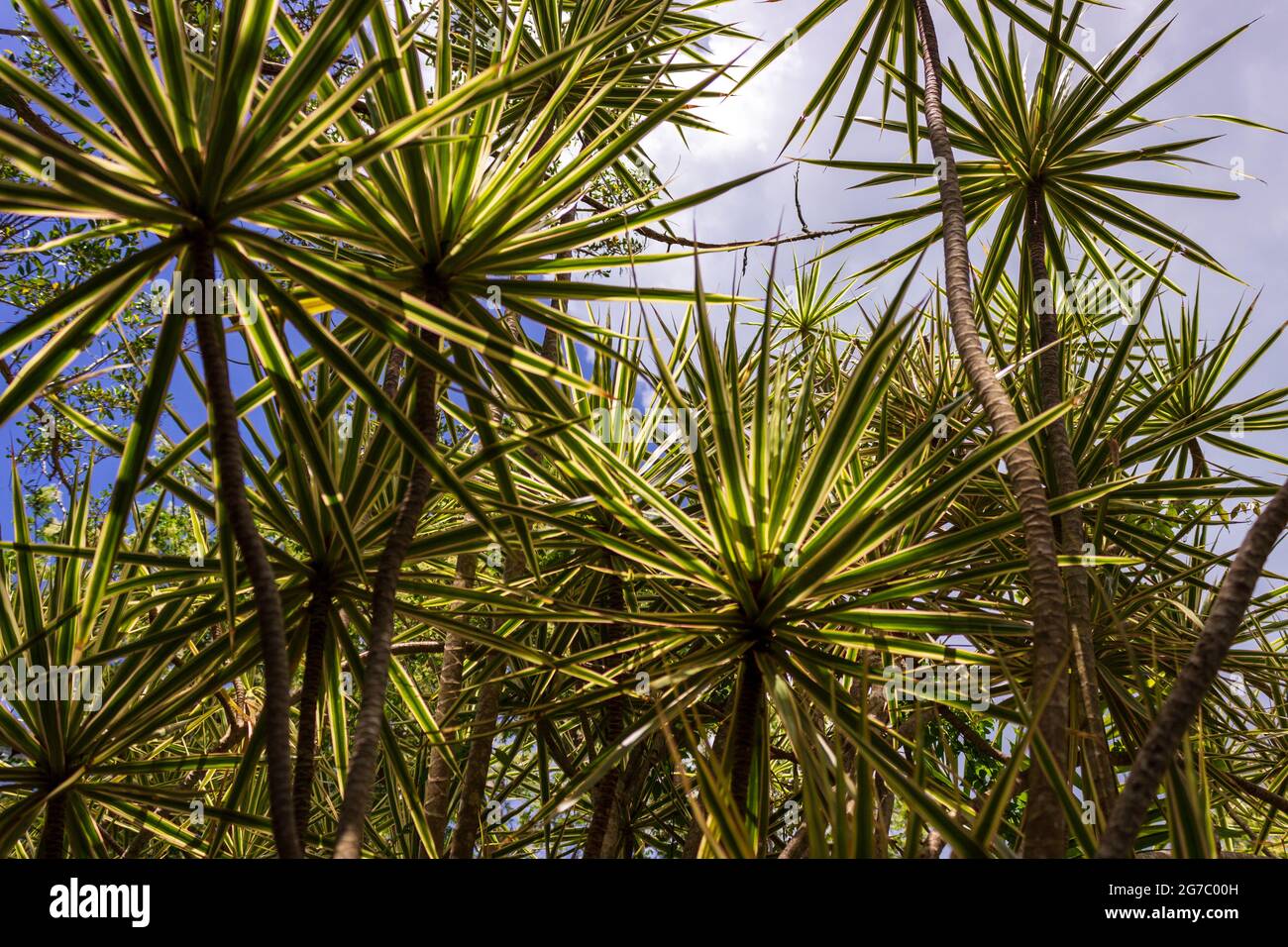 Les feuilles exotiques épaisses du Dragon de Madagascar forment des structures semblables à des pom-pom à l'extrémité du tronc qui s'élève. Banque D'Images