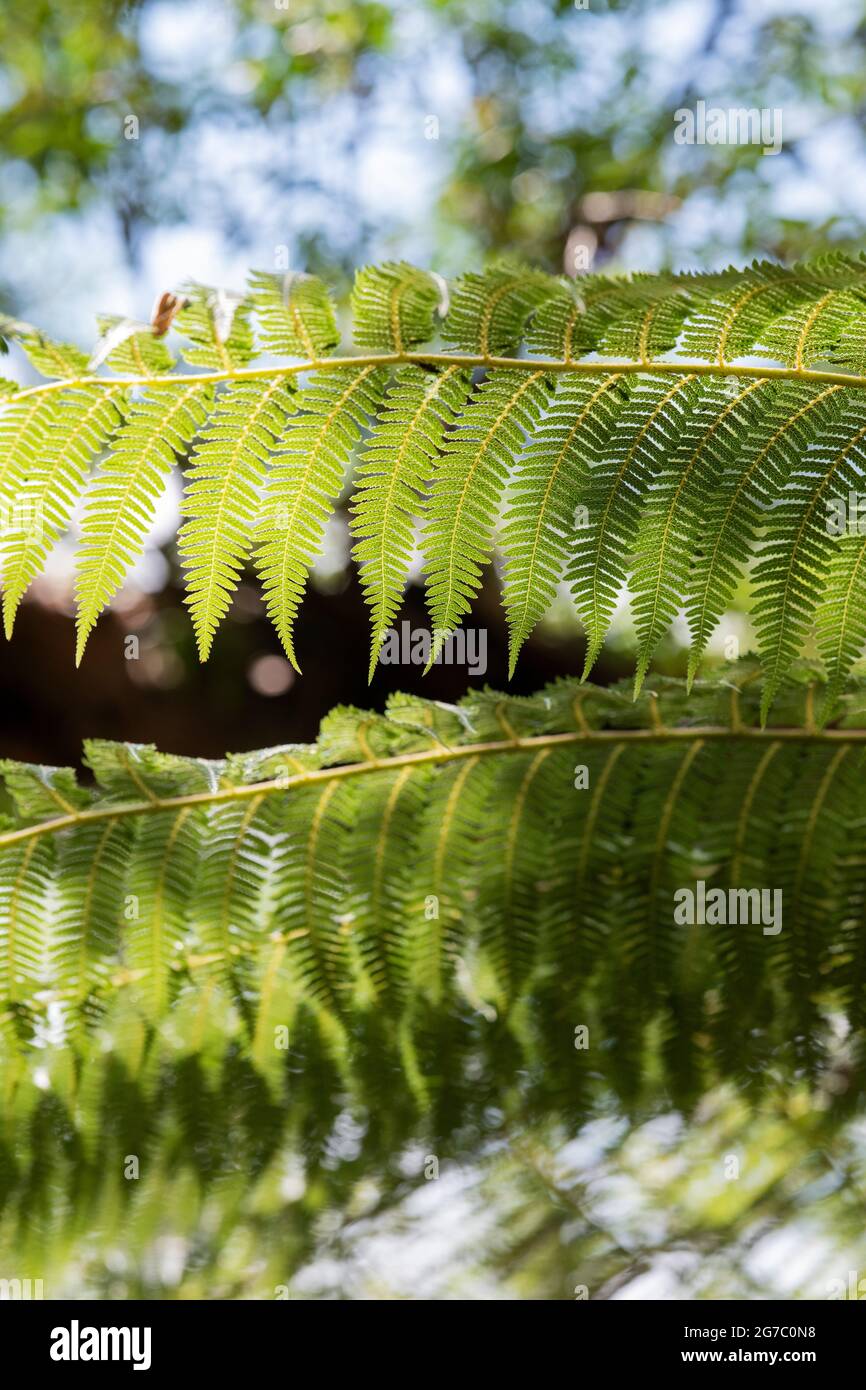 Dicksonia antarctica. Modèle fronde de fougère d'arbre Banque D'Images