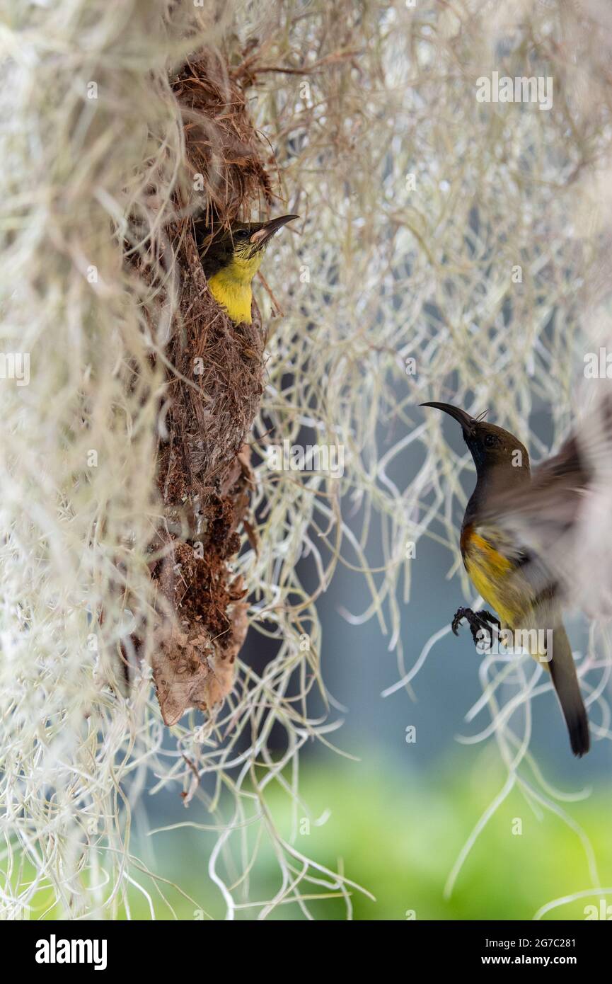 sunbird dos olive nourrissant ses bébés Banque D'Images