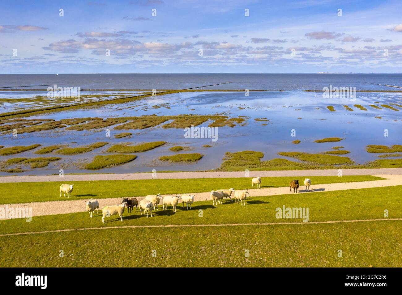 Vue aérienne du pâturage des moutons sur la digue de mer dans le parc national du marécage de Tidal et La zone du patrimoine mondial De L'Unesco Waddensea dans la province de Groningue. Netherlan Banque D'Images