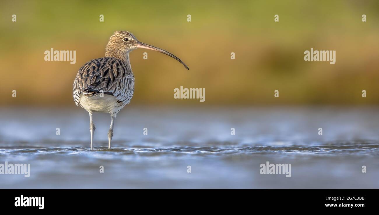 Le couliss eurasien ou le couliss commun (Numenius arquata) le passage à gué d'oiseau stilt est une eau peu profonde de wavensea.Wader faune d'oiseau dans la scène de la nature. Pays-Bas Banque D'Images