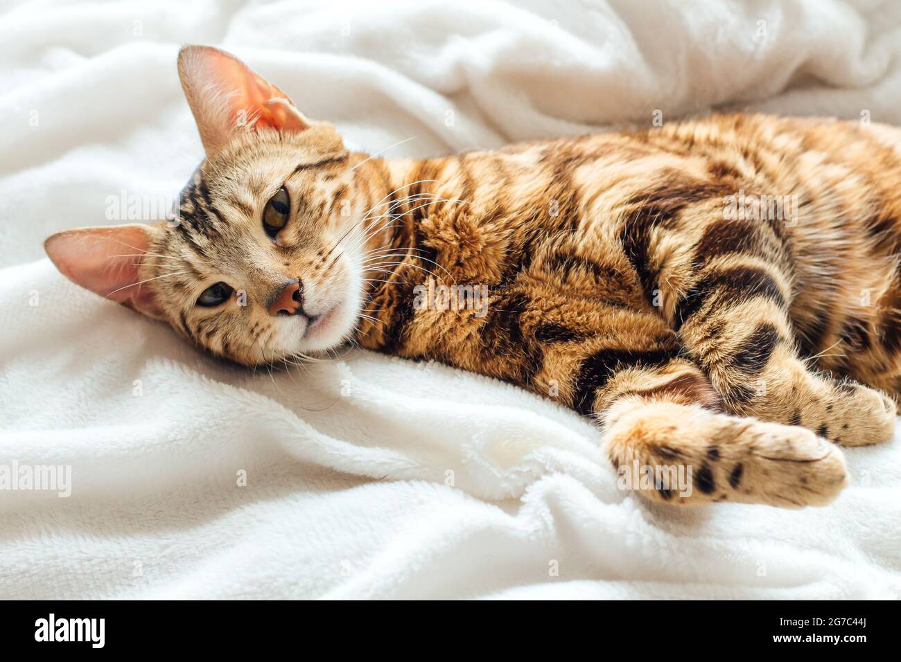Chat kitty Bengale posé sur la couverture de fureur blanc à l'intérieur Banque D'Images