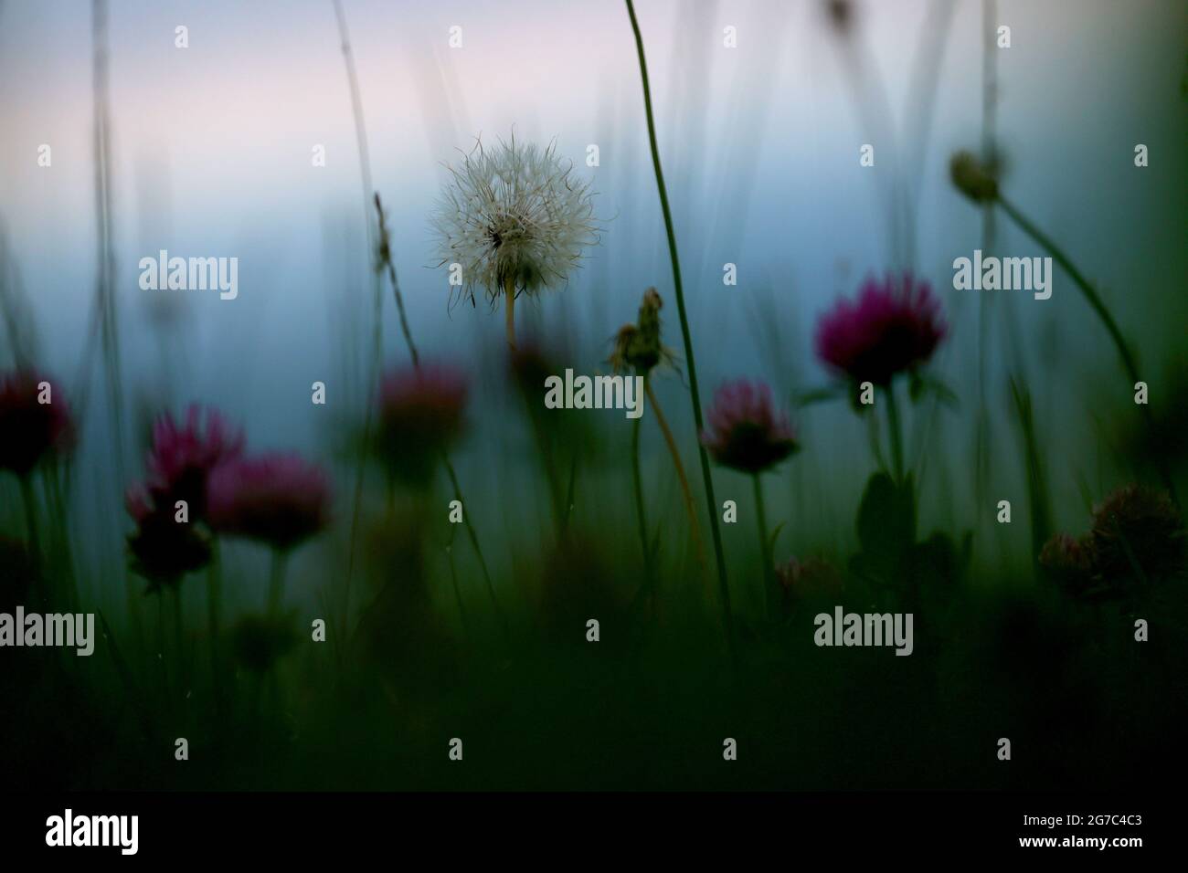 Bernbeuren, Allemagne. 13 juillet 2021. Un pissenlit et un trèfle fleuri dans la brume matinale. Credit: Karl-Josef Hildenbrand/dpa/Alay Live News Banque D'Images