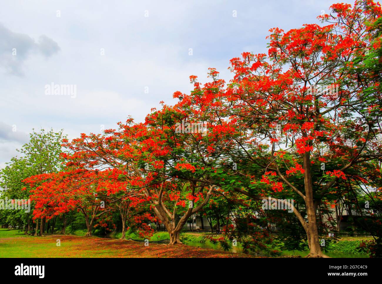 les fleurs rouges de la queue de paon sont magnifiques. Banque D'Images
