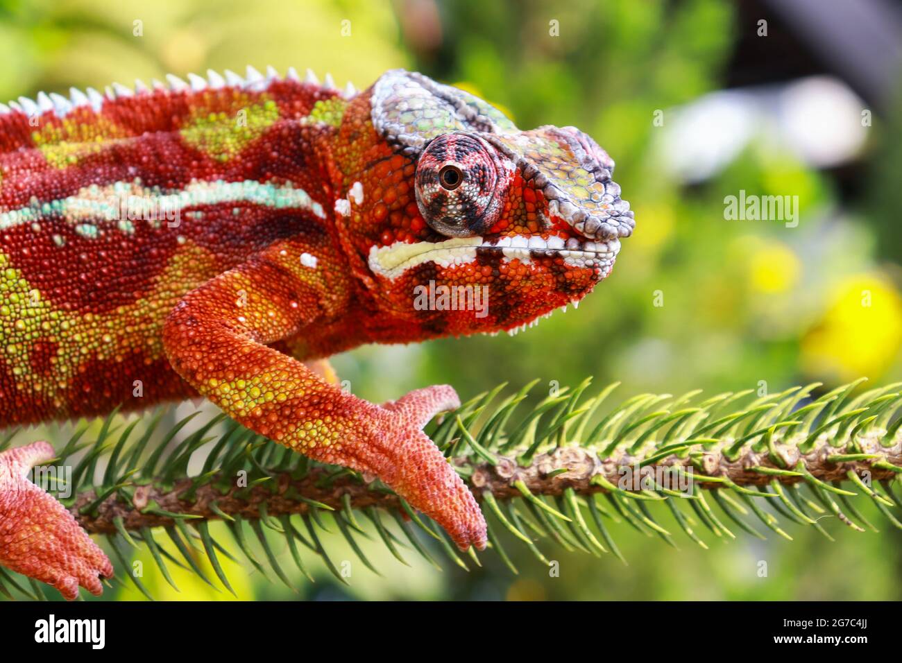 Animal caméléon panthère lézard coloré belle sur la branche Banque D'Images