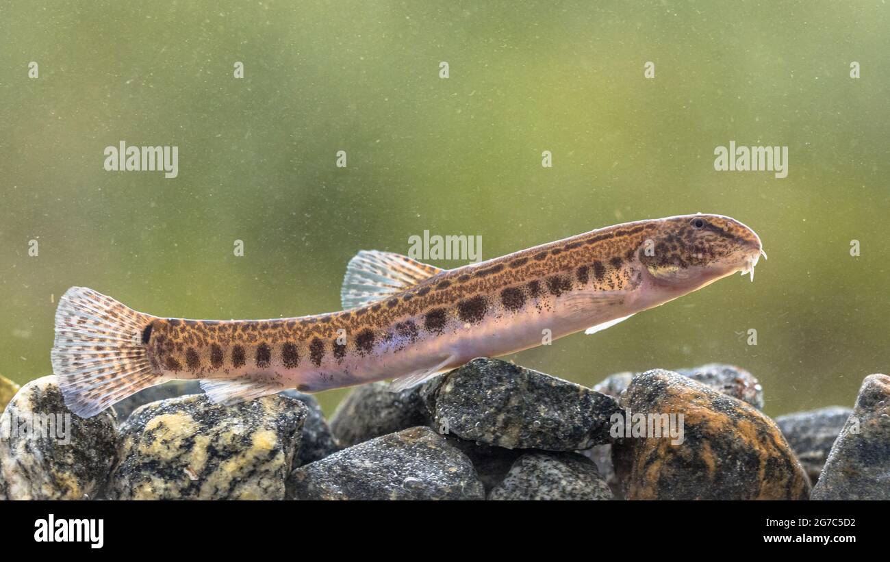 Le Loach (Cobitis taenia) est un poisson d'eau douce en Europe. Il est également connu sous le nom de Loach d'eau douce tachetée. Il se trouve dans l'eau riche en oxygène des rivières Banque D'Images