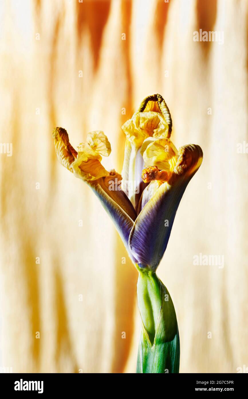 Belle fleur de l'iris jaune-bleu sur fond coloré, fleur presque sauvage Banque D'Images