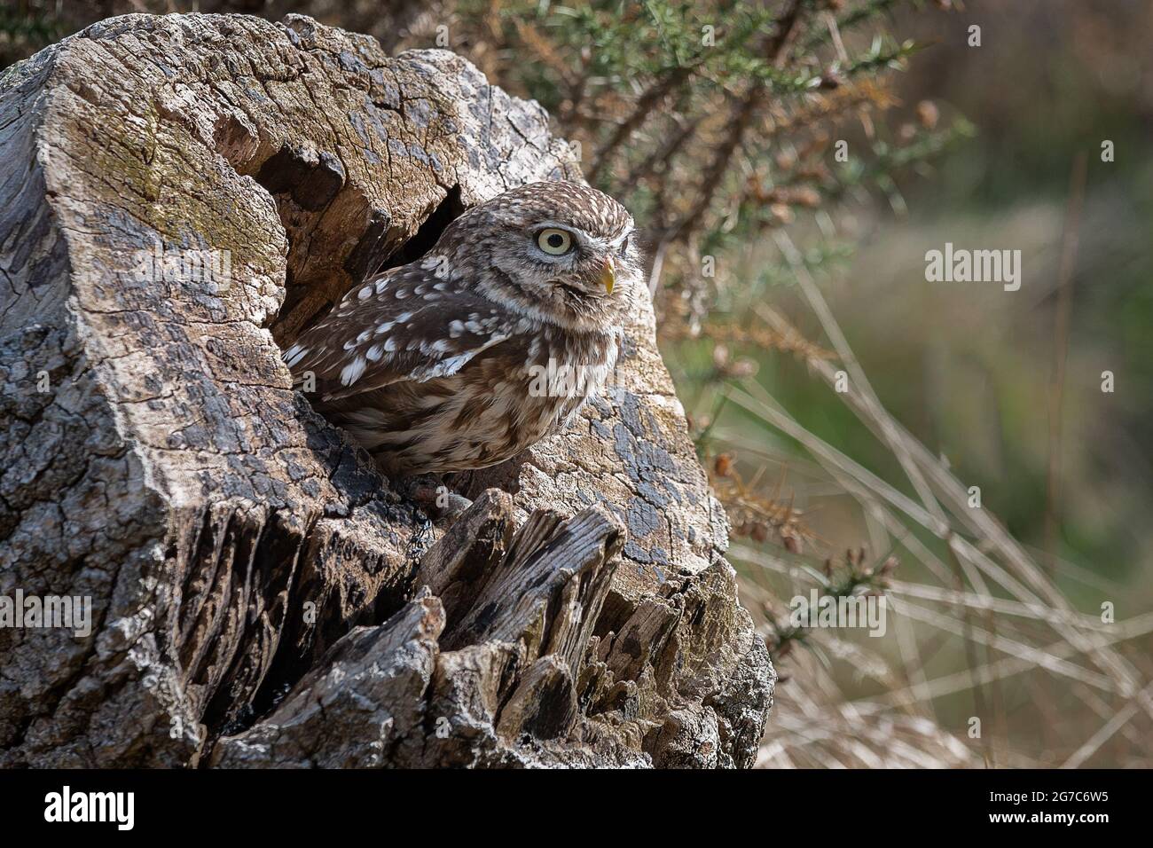 Un portrait d'un petit hibou car il est perché dans un trou dans une vieille bûche de bois Banque D'Images