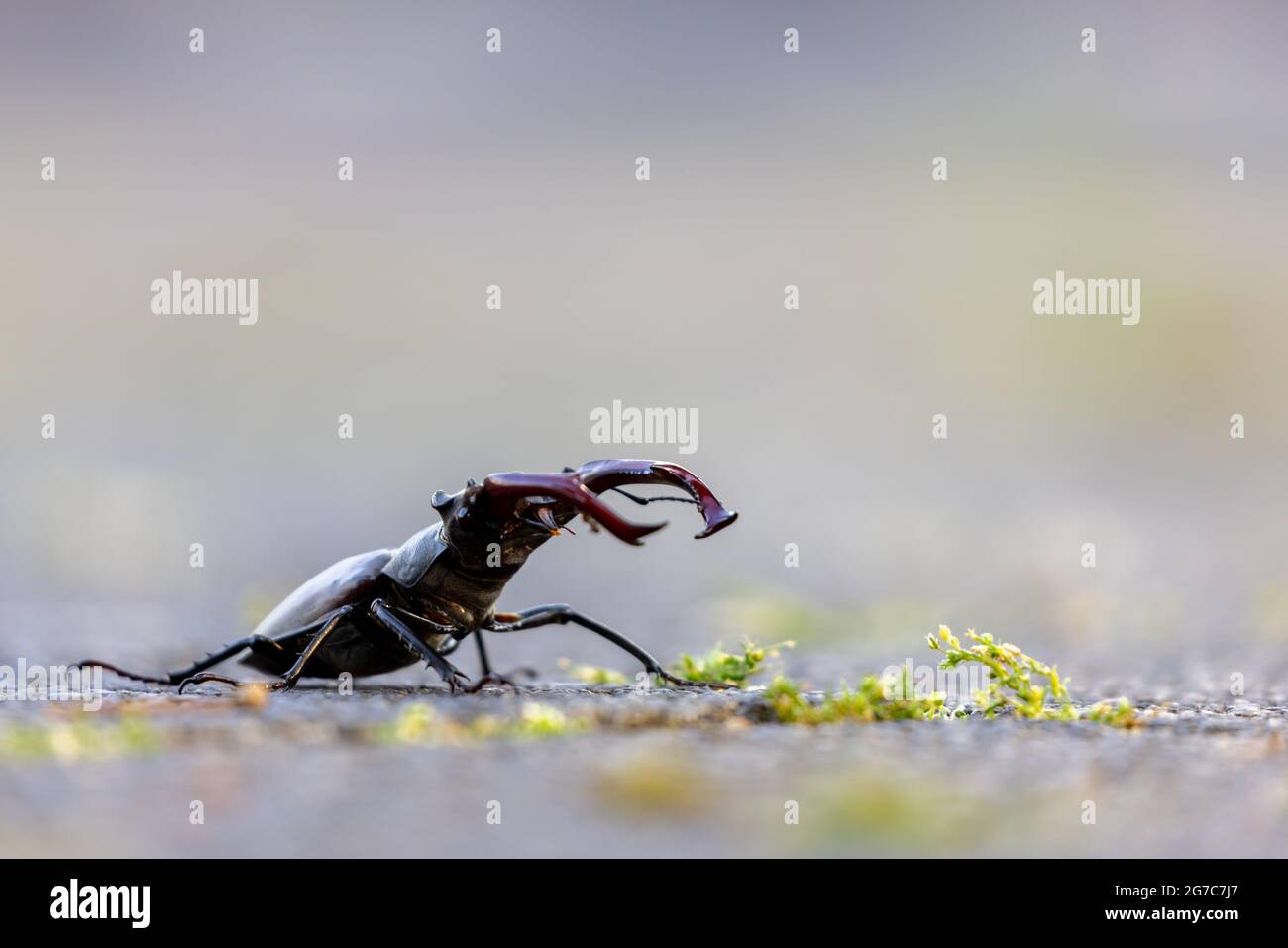 Le dendroctone du cerf européen (Lucanus cervus) sur le terrain à Offenbach, en Allemagne. Banque D'Images