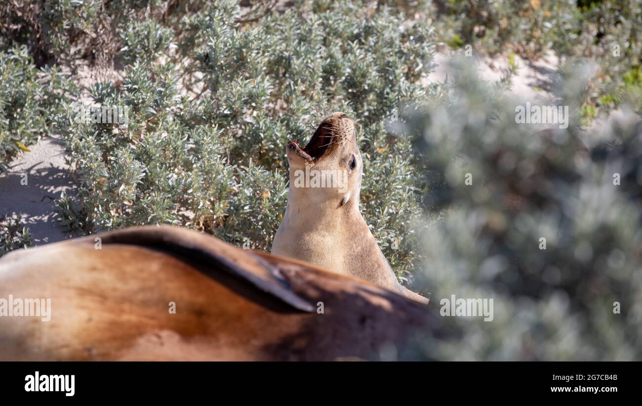 Un phoque à vache appelant dans la baie de phoque kangaroo Island sud de l'australie le 9 mai 2021 Banque D'Images