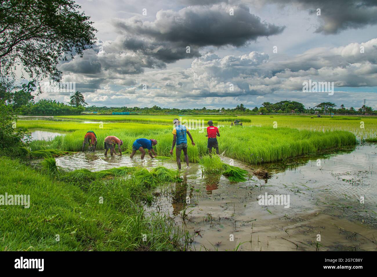 Un agriculteur recueille des semis de paddy du lit de semences de Khulna, au Bangladesh. 14 août 2020. Banque D'Images