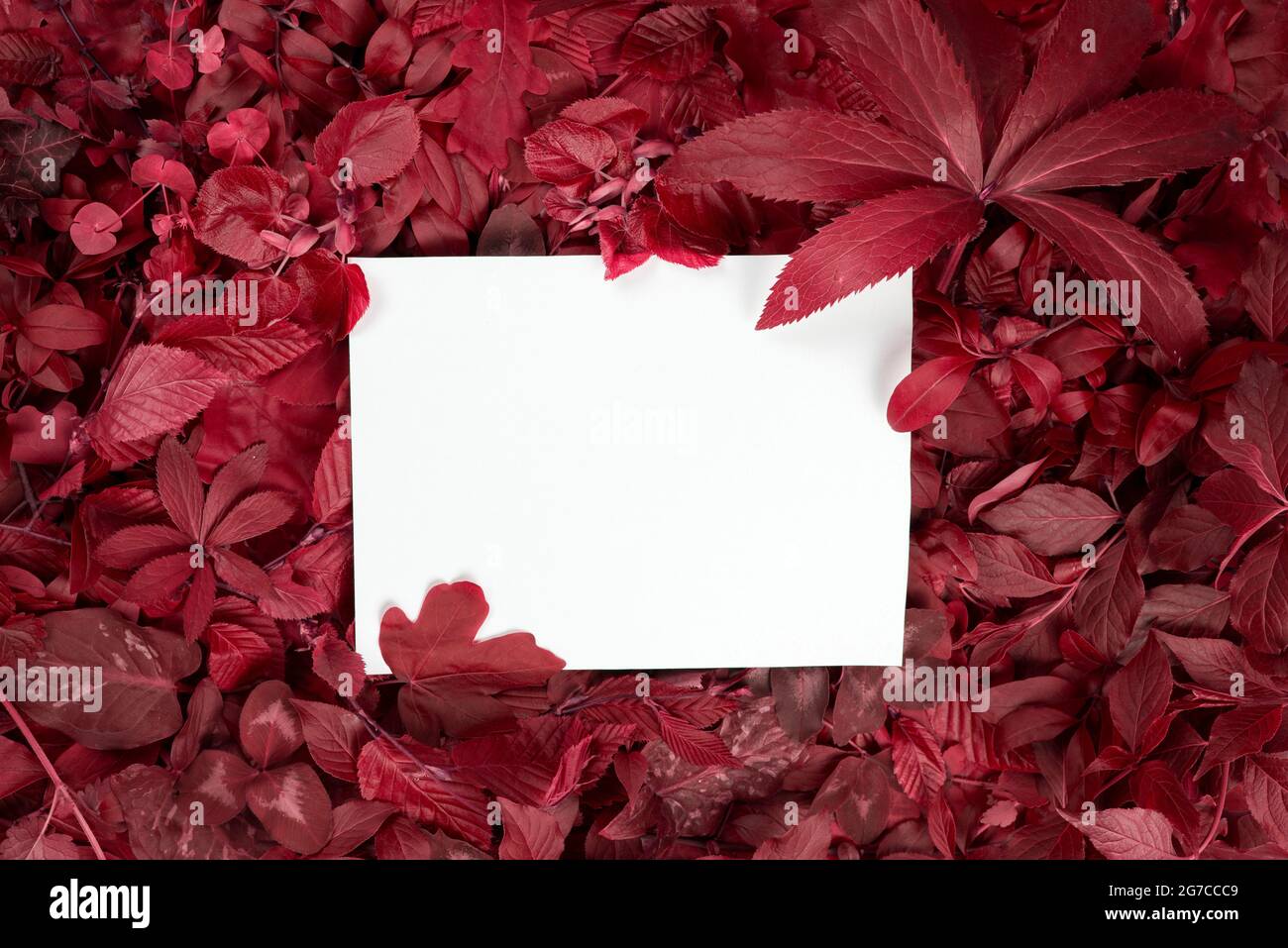 Composition automnale de feuilles rouges avec fond de carte blanc. Flat lay, vue de dessus, espace de copie Banque D'Images