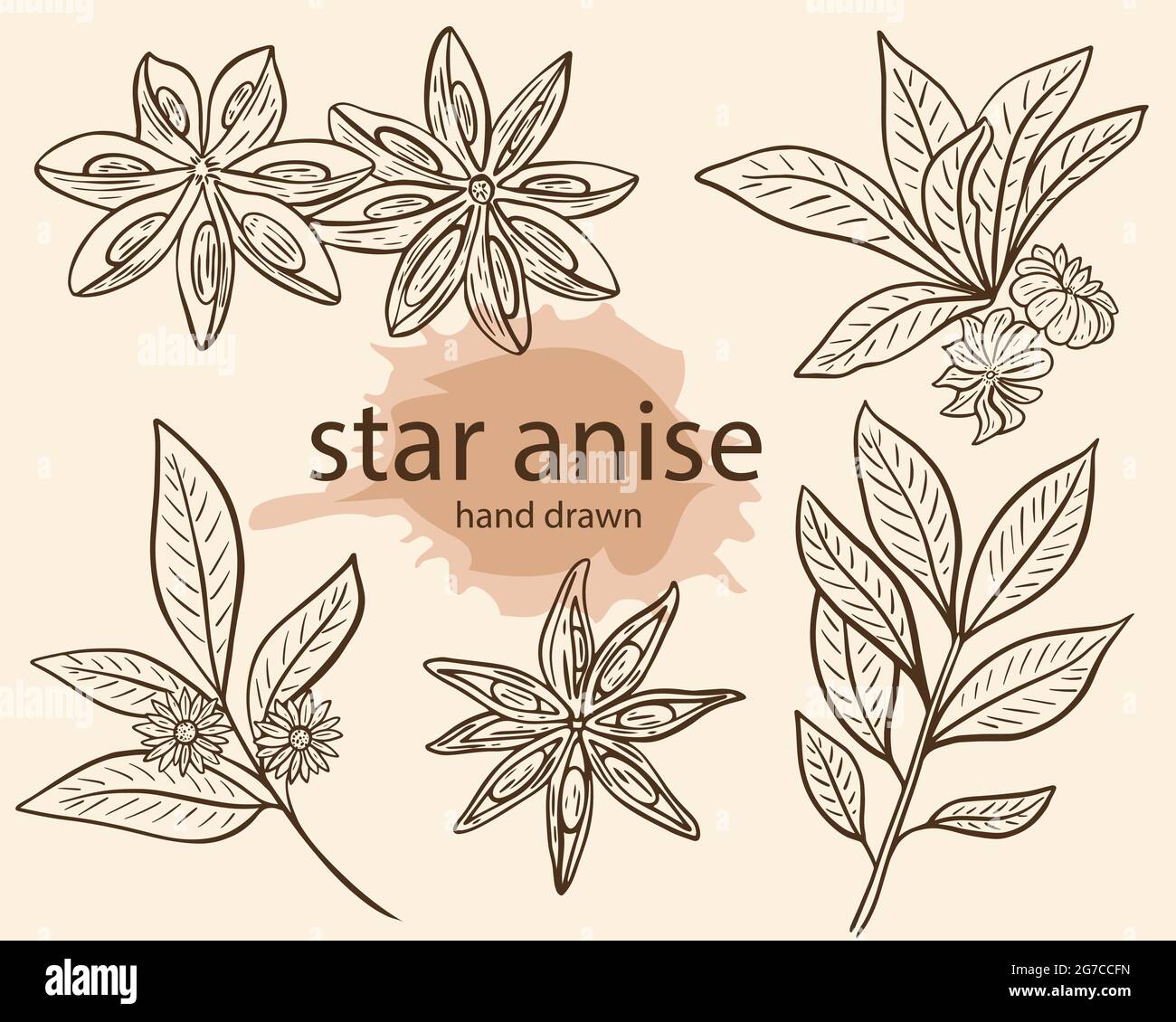 Esquisse de assaisonnement en étoile, illustration vectorielle. Ensemble d'étoiles anis et branche avec fleurs, dessin à la main. Condiments épicés parfumés, isolés o Illustration de Vecteur