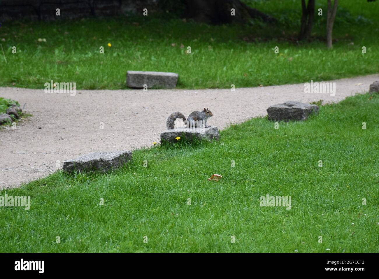 Écureuil gris assis sur une pierre au milieu d'un parc anglais au milieu d'une herbe verte et d'un sentier. Banque D'Images