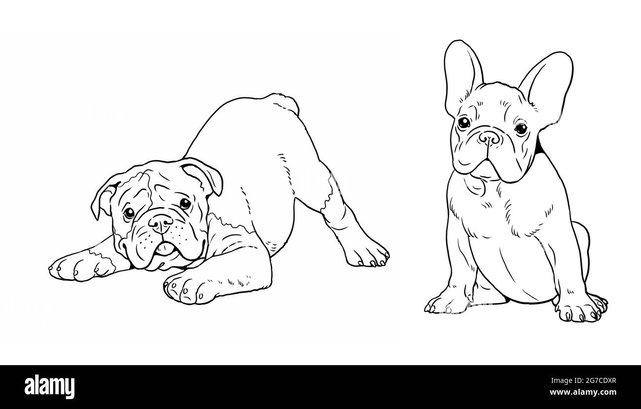 Chiots anglais et français. Chiens mignons chiot. Modèle de coloriage. Illustration numérique. Banque D'Images