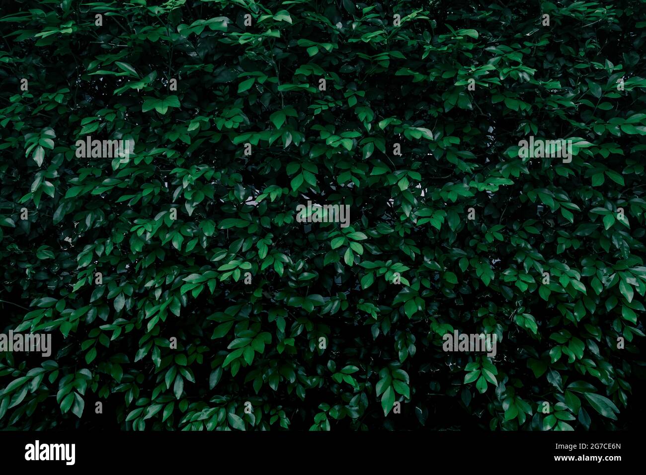 Vert Feuilles Fond Tropical Fond Naturel Fond D Ecran Sombre Concept Photo Stock Alamy Vert Feuilles Fond Tropical Fond Naturel Fond D Ecran Sombre Concept Photo Stock Alamy