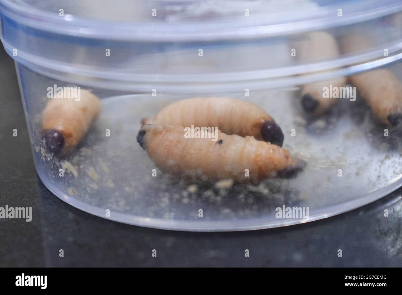 Gros plan de larves de scarabée dans un contenant transparent lors d'une étude d'entomologie en Inde Banque D'Images