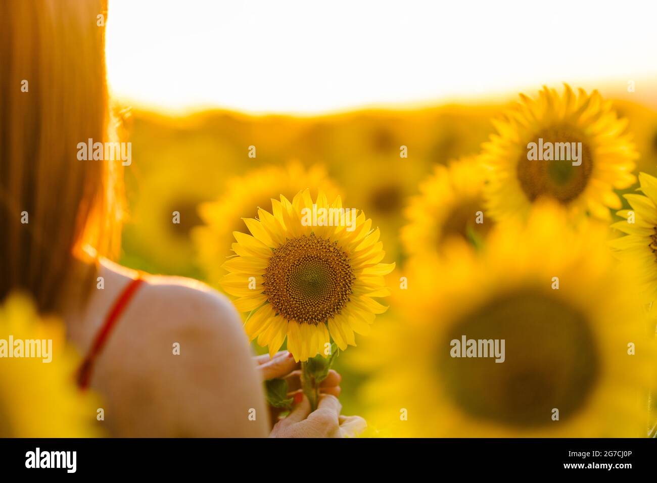 Woman Holding Sunflower Banque D'Images