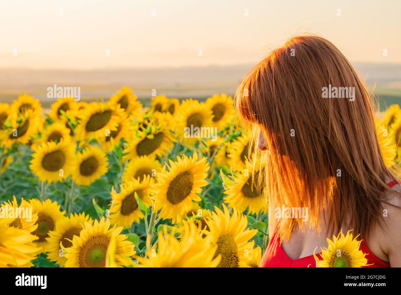 Profitez du coucher du soleil dans Sunflower Field Banque D'Images