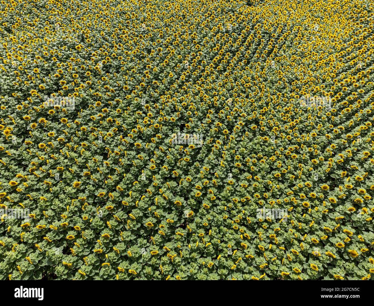 Vue aérienne d'un champ de tournesol en été Banque D'Images