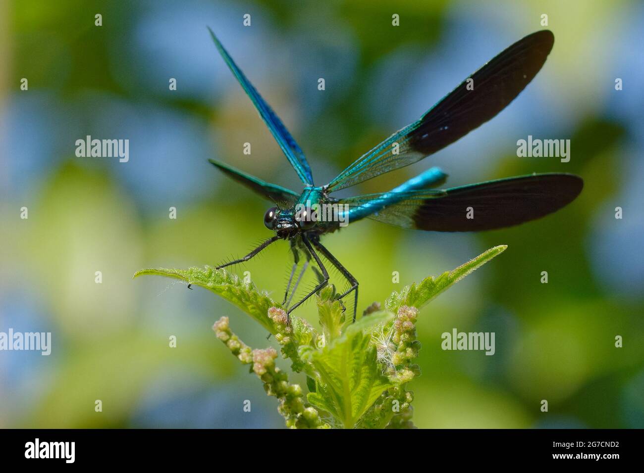 demoiselle occidentale ou demoiselle à queue jaune mâle (Calopteryx xanthostoma) Banque D'Images