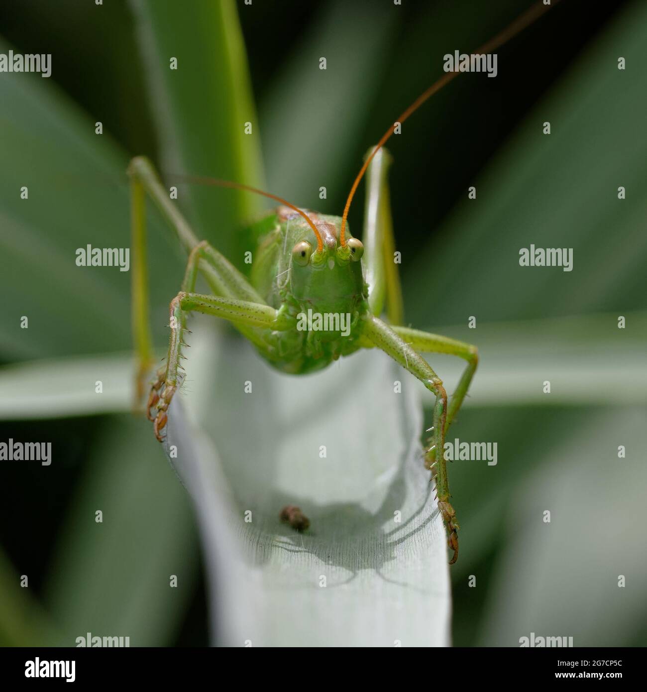 (Tettigonia viridissima) Banque D'Images