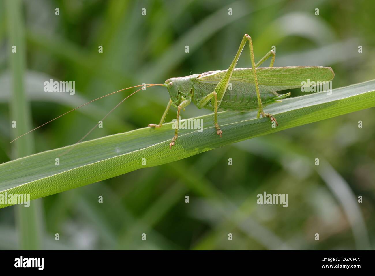 (Tettigonia viridissima) Banque D'Images