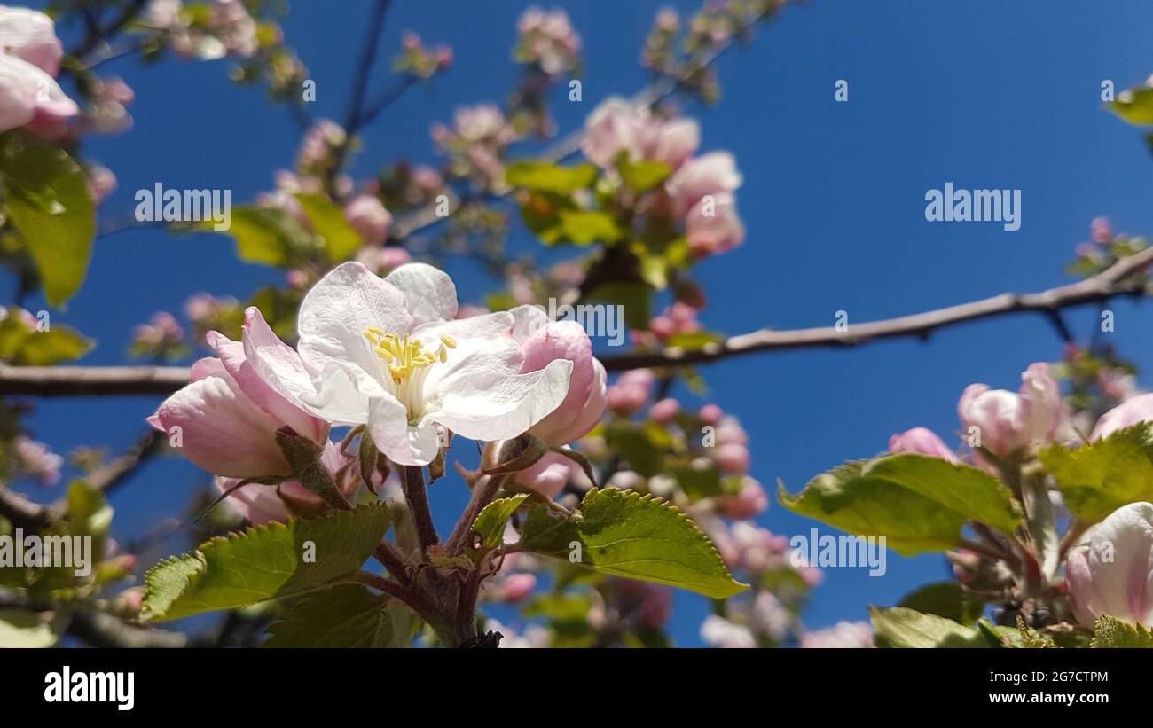 Gros plan des cerisiers en fleurs sur la branche avec des feuilles au printemps Banque D'Images