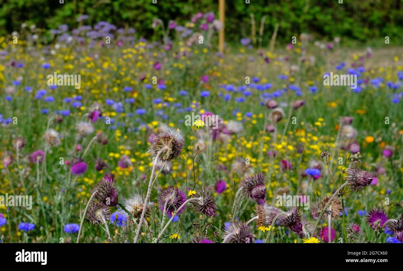 Champ de fleurs sauvages en anglais, y compris le Cornflower sauvage, les thistles et les pissenlits. Banque D'Images