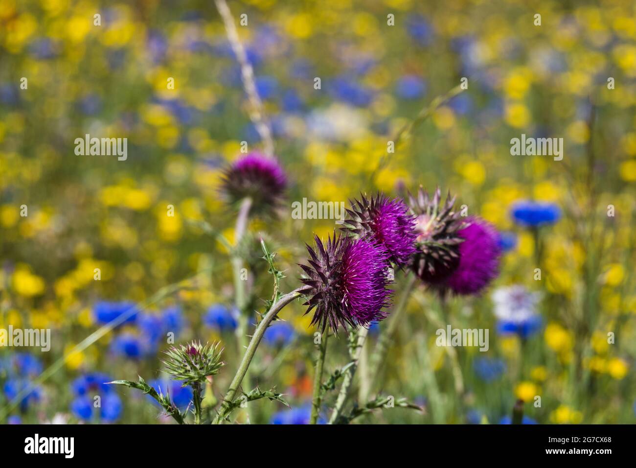 Gros plan des chardons dans un champ de fleurs sauvages avec un arrière-plan flou. Banque D'Images