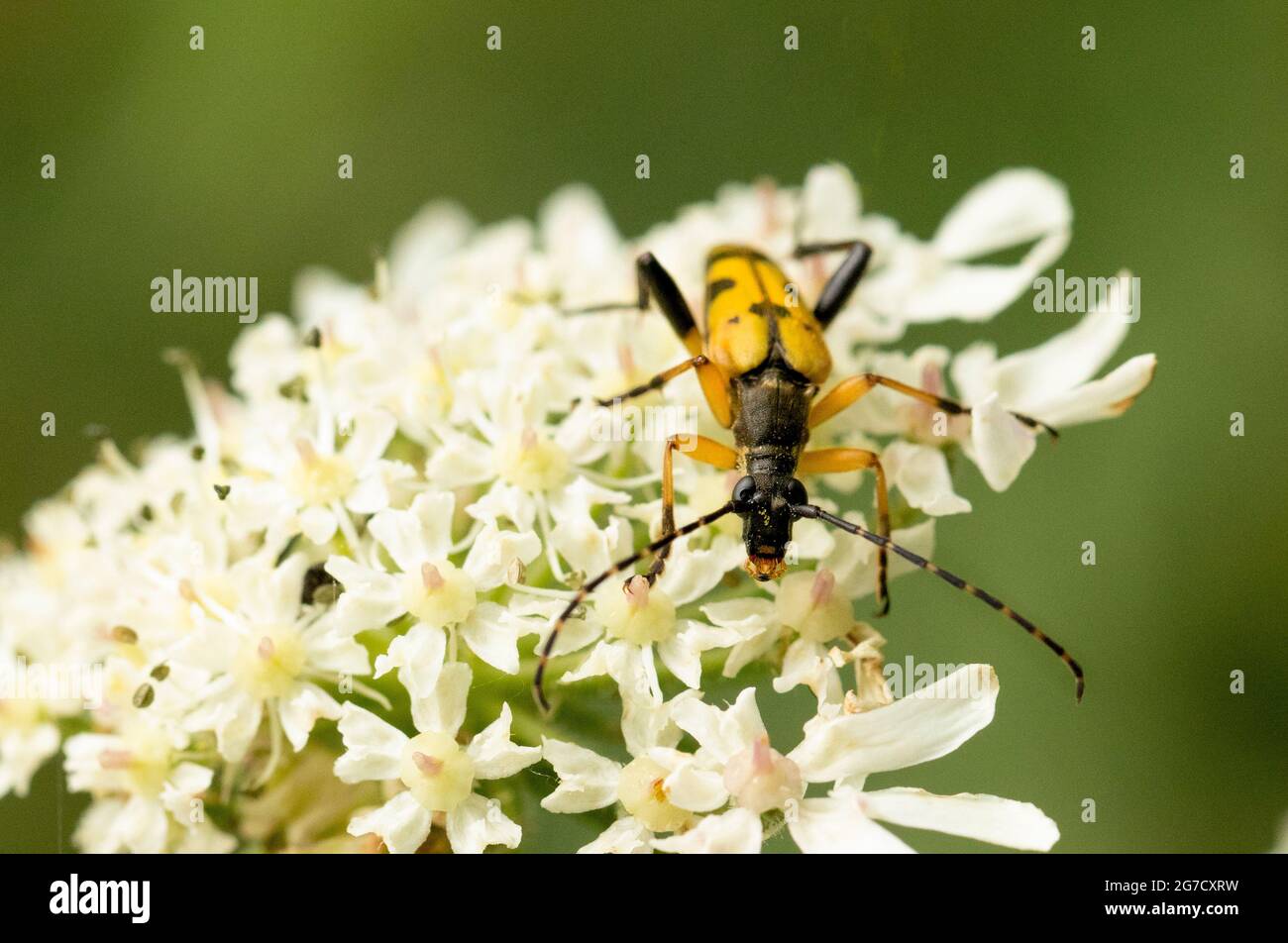 Rutpela maculata, tacheted longhorn, perchée sur une tête de fleur, Royaume-Uni, été 2021 Banque D'Images