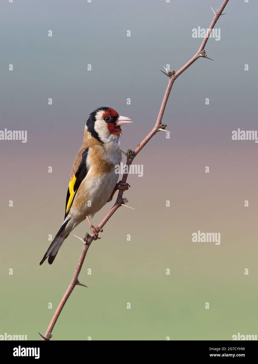 Égordfinch européen (Carduelis carduelis) perché sur une branche. Ces oiseaux sont des mangeurs de graines bien qu'ils mangent des insectes en été. Avec une attention sélective Banque D'Images