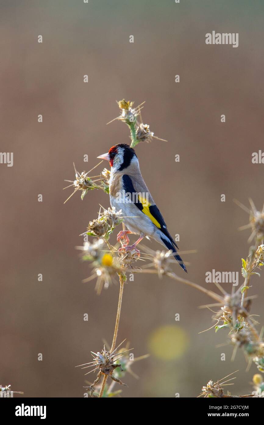 Égordfinch européen (Carduelis carduelis) perché sur une branche. Ces oiseaux sont des mangeurs de graines bien qu'ils mangent des insectes en été. Avec une attention sélective Banque D'Images