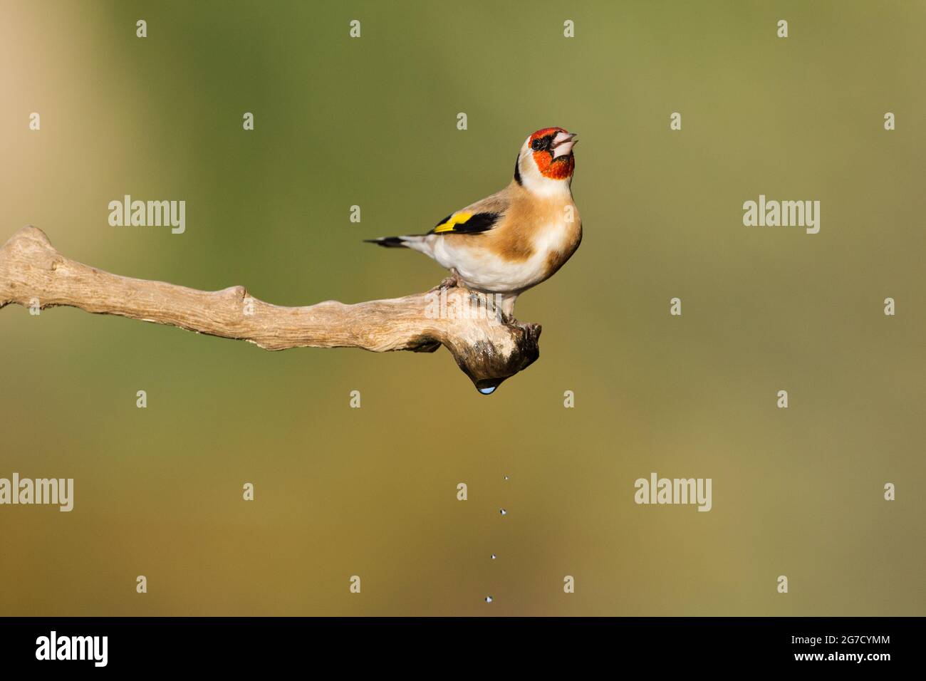 Égordfinch européen (Carduelis carduelis) perché sur une branche. Ces oiseaux sont des mangeurs de graines bien qu'ils mangent des insectes en été. Photographié en Israël Banque D'Images