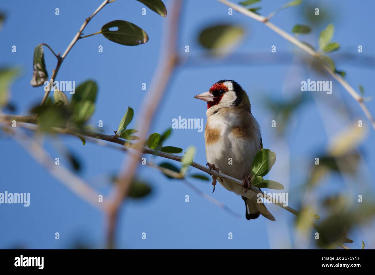 Égordfinch européen (Carduelis carduelis) perché sur une branche. Ces oiseaux sont des mangeurs de graines bien qu'ils mangent des insectes en été. Avec rétrogro bleu ciel Banque D'Images
