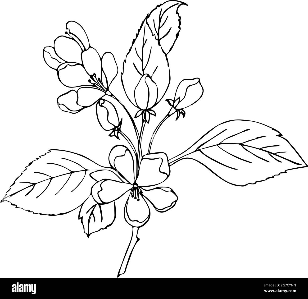 Branche sakura de cerise avec fleurs, style gribouillage, dessin à la main avec contour. Illustration vectorielle Illustration de Vecteur