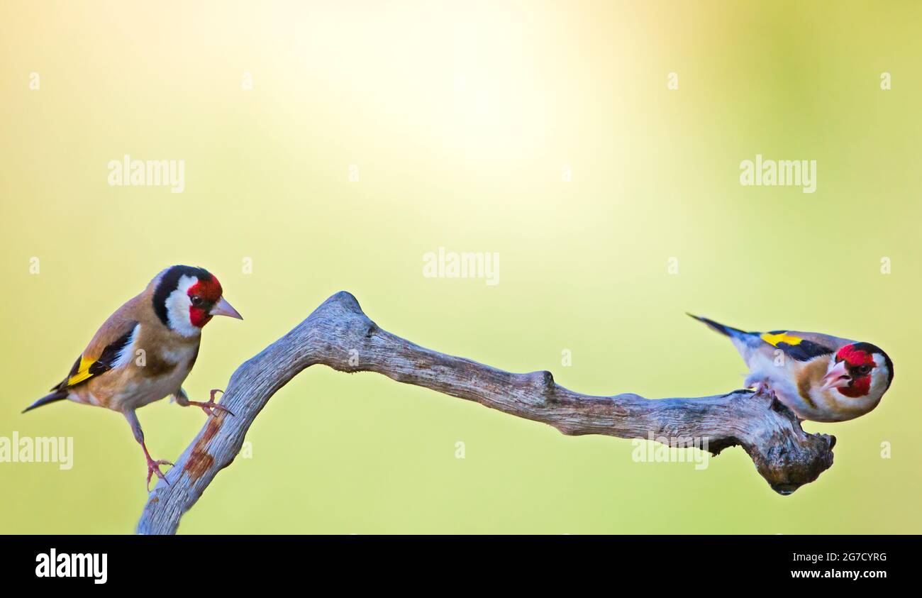 Égordfinch européen (Carduelis carduelis) perché sur une branche. Ces oiseaux sont des mangeurs de graines bien qu'ils mangent des insectes en été. Photographié en Israël Banque D'Images