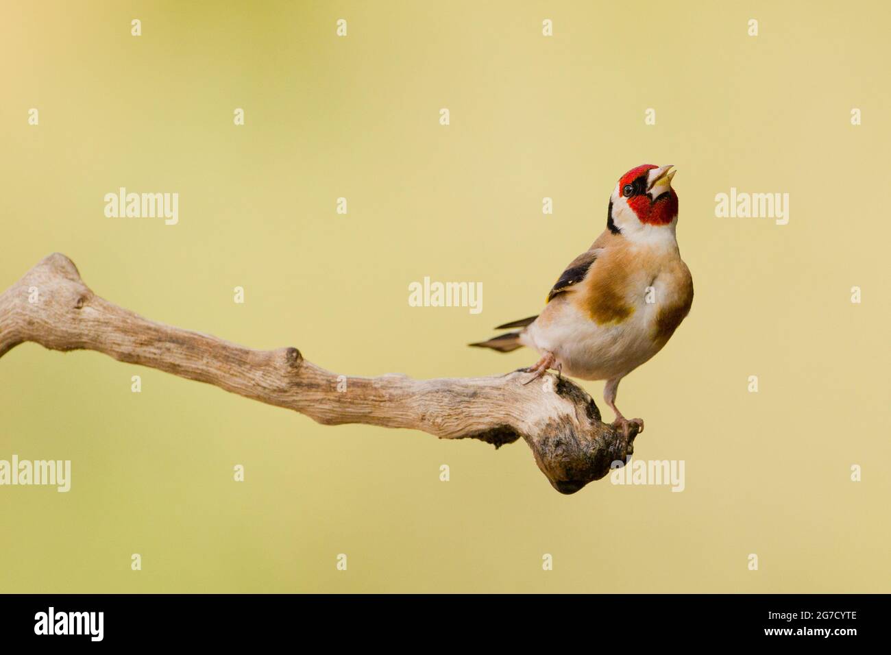Égordfinch européen (Carduelis carduelis) perché sur une branche. Ces oiseaux sont des mangeurs de graines bien qu'ils mangent des insectes en été. Photographié en Israël Banque D'Images