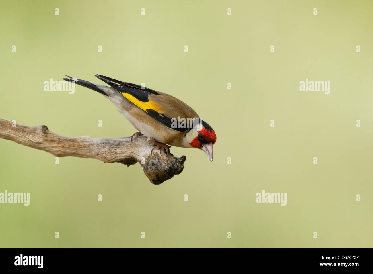 Égordfinch européen (Carduelis carduelis) perché sur une branche. Ces oiseaux sont des mangeurs de graines bien qu'ils mangent des insectes en été. Photographié en Israël Banque D'Images