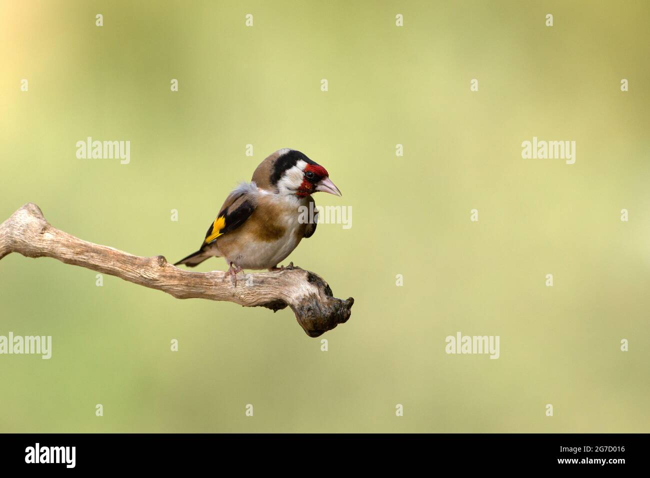 Égordfinch européen (Carduelis carduelis) perché sur une branche. Ces oiseaux sont des mangeurs de graines bien qu'ils mangent des insectes en été. Photographié en Israël Banque D'Images