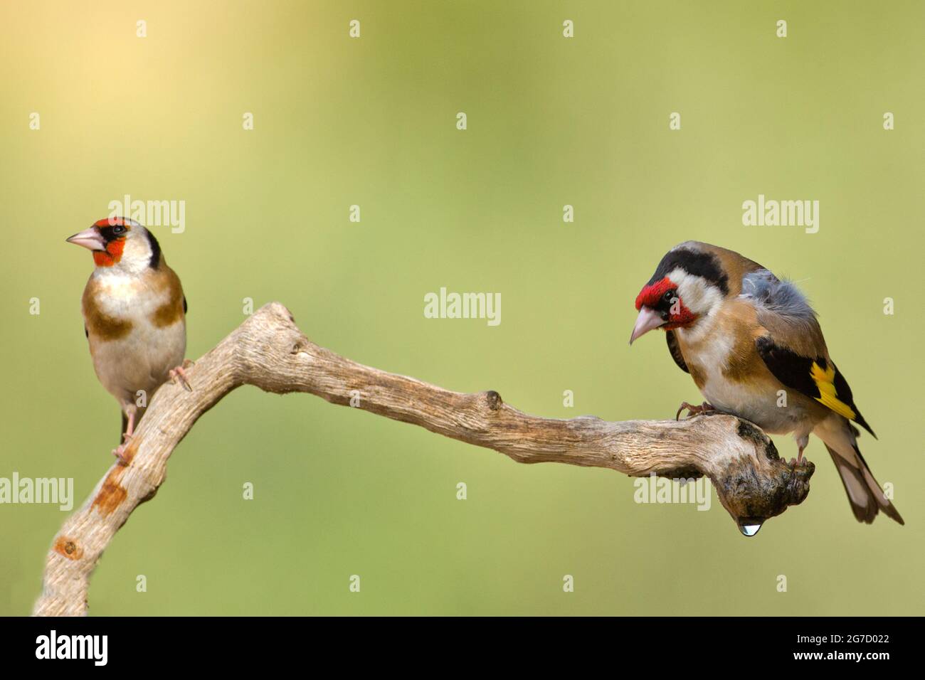 Égordfinch européen (Carduelis carduelis) perché sur une branche. Ces oiseaux sont des mangeurs de graines bien qu'ils mangent des insectes en été. Photographié en Israël Banque D'Images