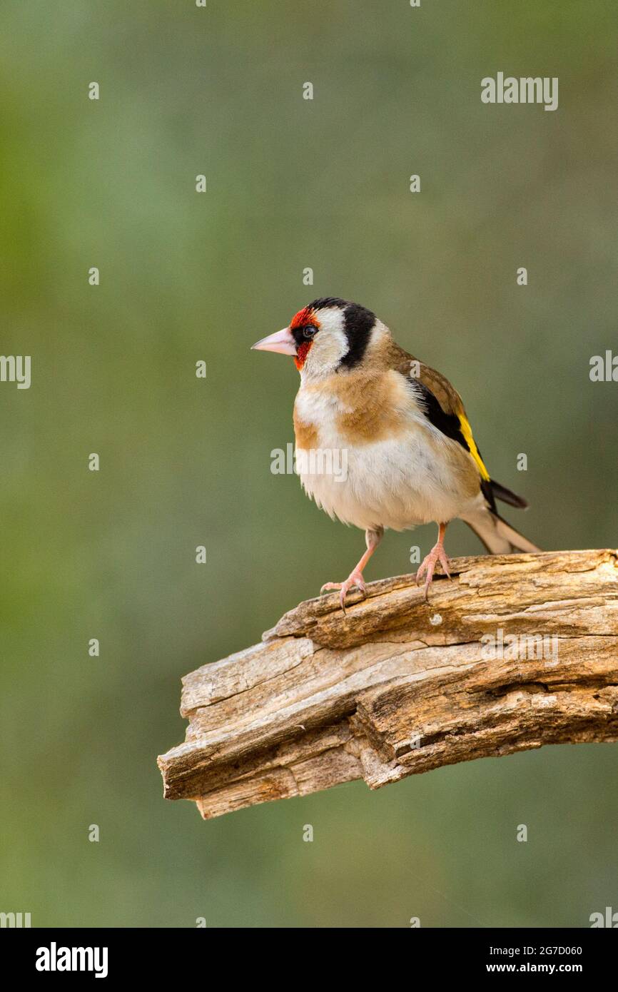 Égordfinch européen (Carduelis carduelis) perché sur une branche. Ces oiseaux sont des mangeurs de graines bien qu'ils mangent des insectes en été. Avec une attention sélective Banque D'Images