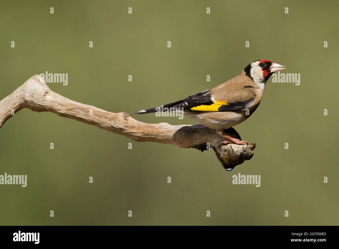 Égordfinch européen (Carduelis carduelis) perché sur une branche. Ces oiseaux sont des mangeurs de graines bien qu'ils mangent des insectes en été. Photographié en Israël Banque D'Images