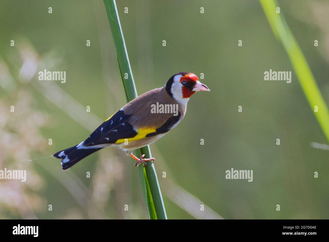 Égordfinch européen (Carduelis carduelis) perché sur une branche. Ces oiseaux sont des mangeurs de graines bien qu'ils mangent des insectes en été. Photographié en Israël Banque D'Images