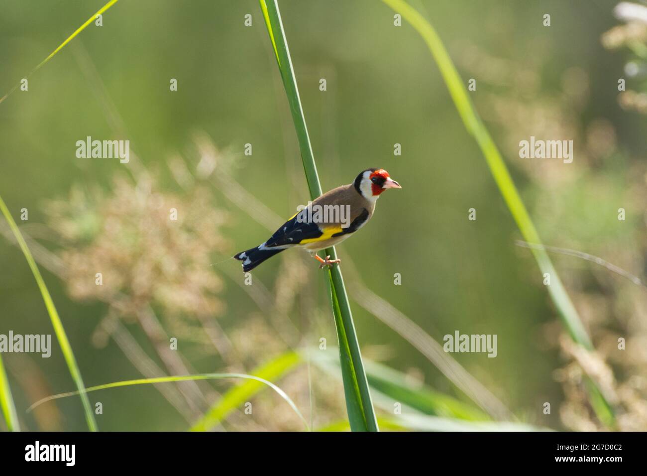 Égordfinch européen (Carduelis carduelis) perché sur une branche. Ces oiseaux sont des mangeurs de graines bien qu'ils mangent des insectes en été. Photographié en Israël Banque D'Images