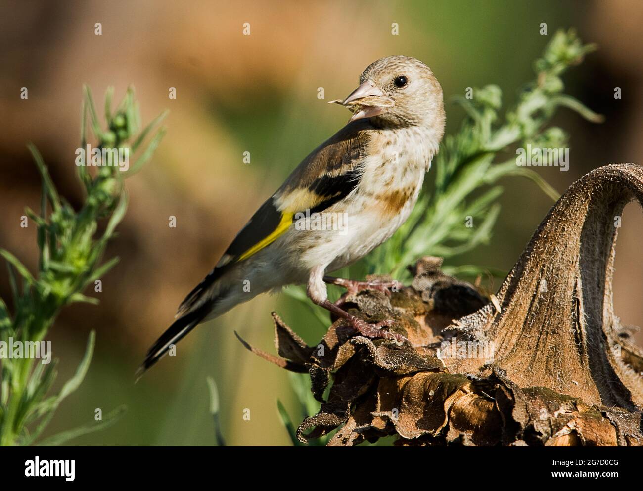 Égordfinch européen (Carduelis carduelis) perché sur une branche. Ces oiseaux sont des mangeurs de graines bien qu'ils mangent des insectes en été. Photographié en israe Banque D'Images