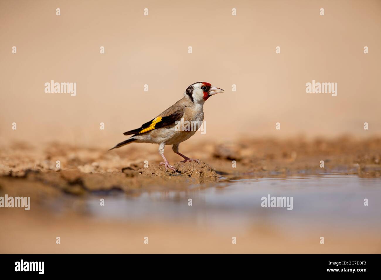 L'égorfque européen (Carduelis carduelis) près de l'eau. Ces oiseaux sont des mangeurs de graines bien qu'ils mangent des insectes en été. Photographié dans le negev de Banque D'Images