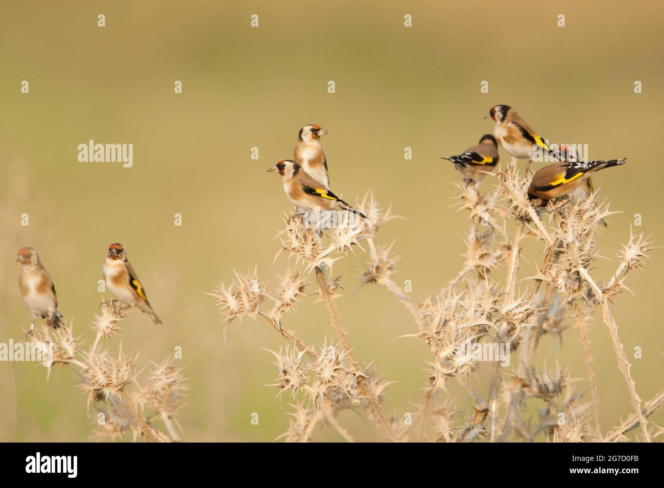 Un troupeau de lucarnes européennes (Carduelis carduelis) perchées sur une brindille. Photographié dans le nord du Néguev, en Israël, en octobre Banque D'Images